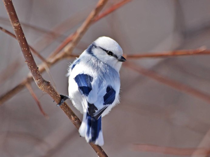 Пепельная мухоловка