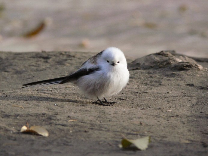 Белая птица