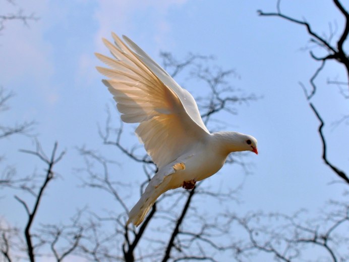 Белый голубь