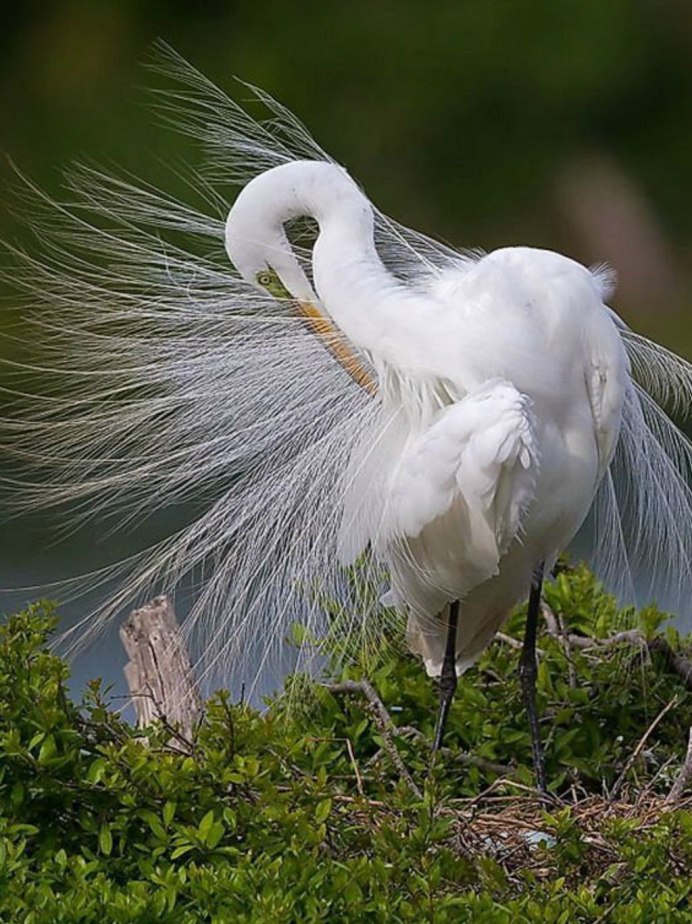 Гроот белый Павлин