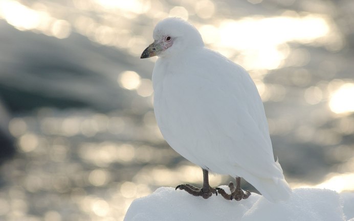 Белый Павлин