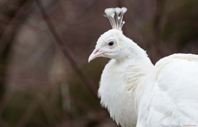 Японская длиннохвостая синица