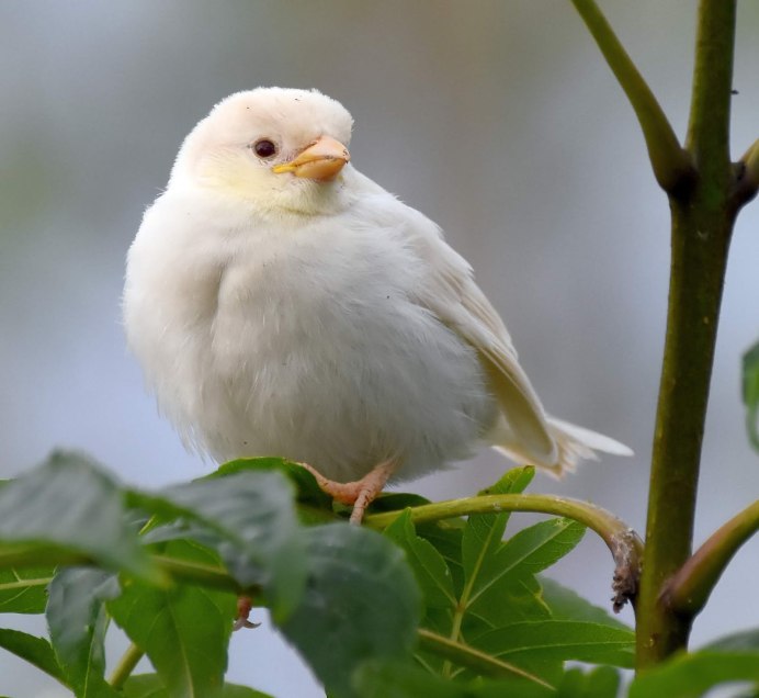 Длиннохвостая Горлица