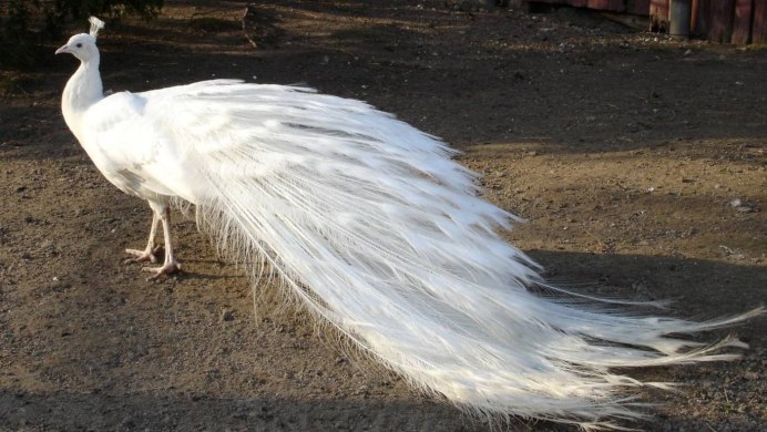 Белый ястреб тетеревятник