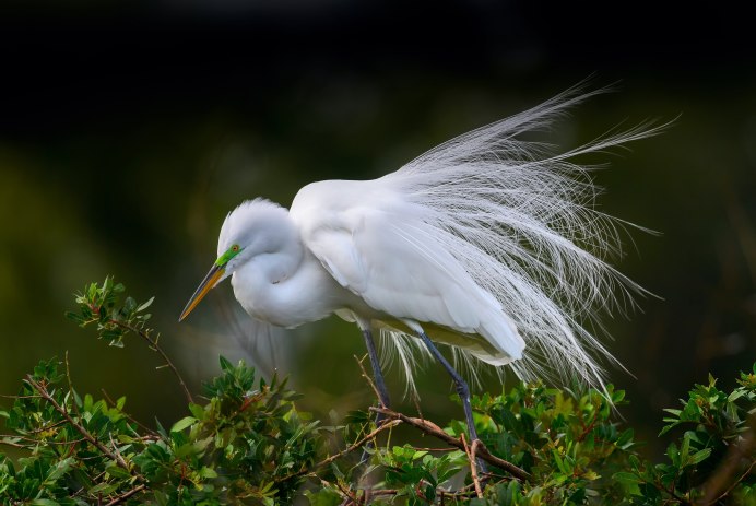 Белая птица