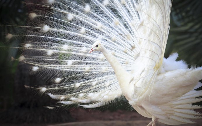 Лавандовый Павлин