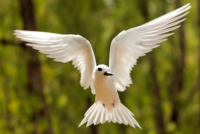 Летающий голубь