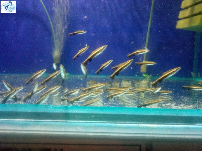 Отоцинклюс аффинис Otocinclus affinis