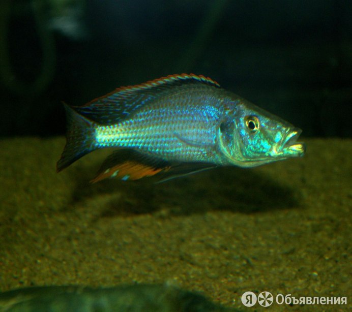 Эхинодорус Барта (Echinodorus barthii)