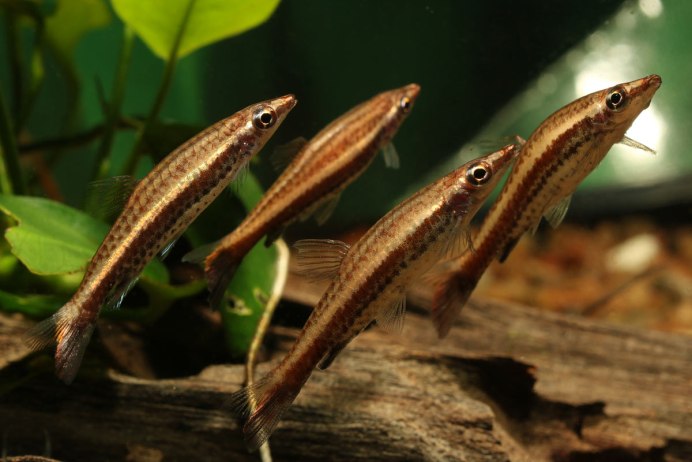 Nannostomus trifasciatus