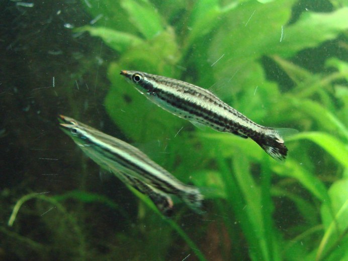 Брахигобиус - Brachygobius xanthozona