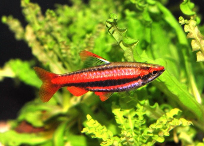 Пецилобрикон Nannostomus eques