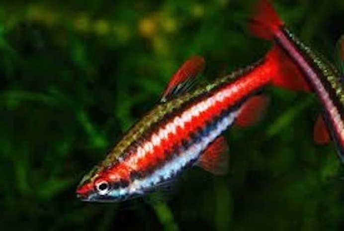Бычок Брахигобиус крошка (Brachygobius Nunus) (2-2,5 см)