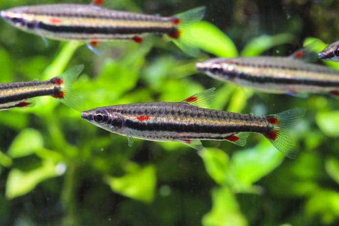 Rasbora urophthalmoides