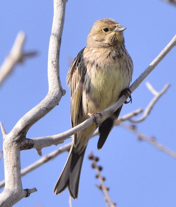 Emberiza citrinella