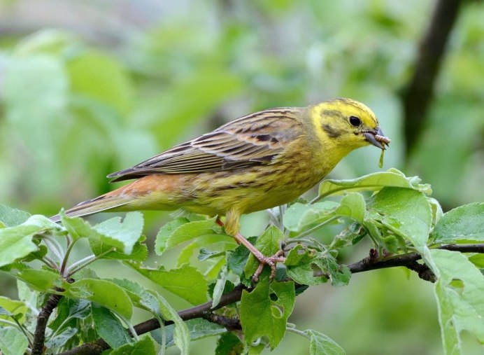 Emberiza citrinella