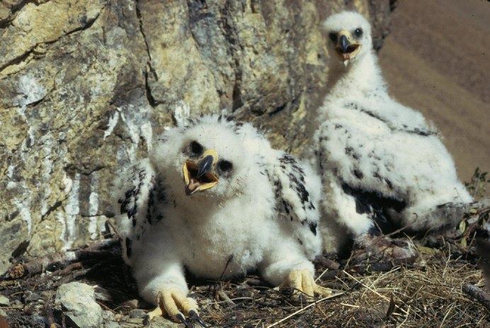 Сарыч краснохвостый (Buteo jamaicensis)