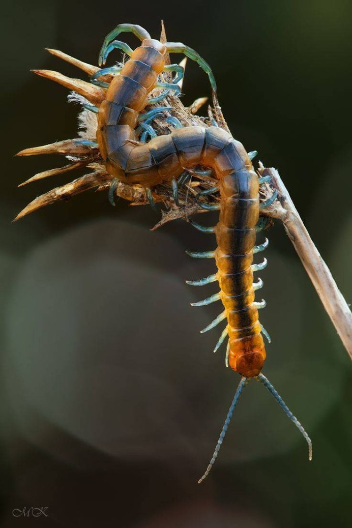 Обыкновенная костянка-Lithobius forficatus
