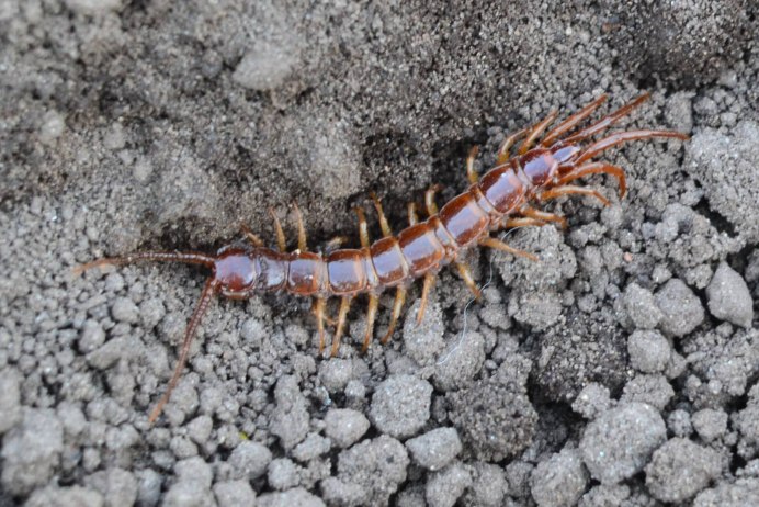 Многоножка Millipede