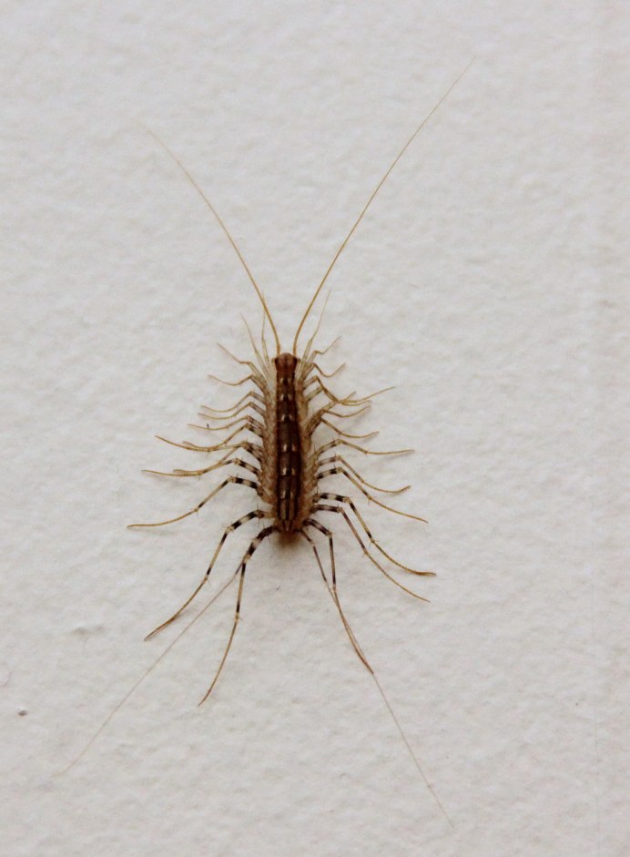 Обыкновенная костянка-Lithobius forficatus