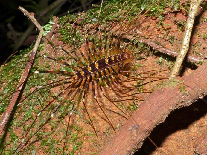 Многоножки (Myriapoda)