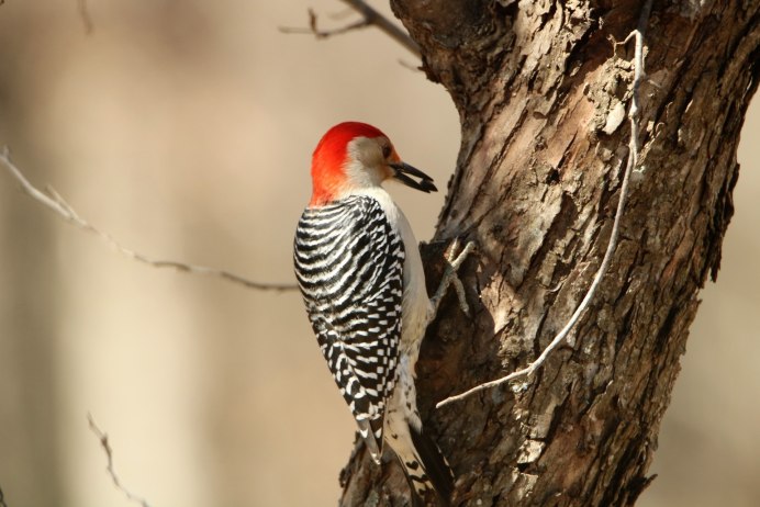 W Woodpecker