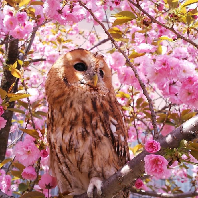 Красивые Совы в цветах