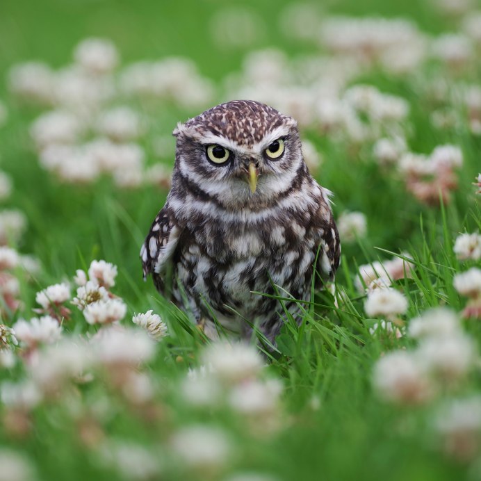 Весенняя Сова