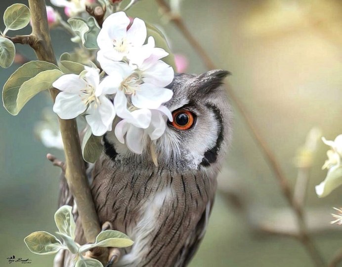 Фиолетовые Совы в природе