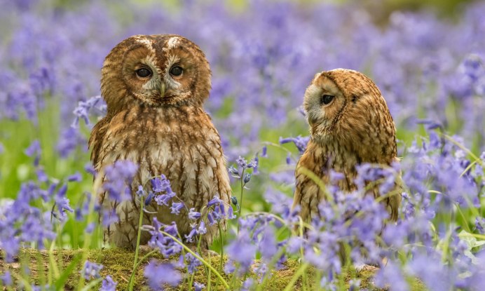 Красивая Сова