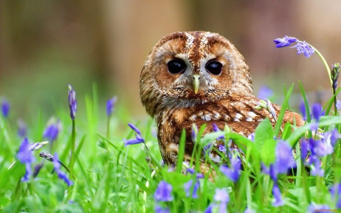 Птица на ветке магнолии