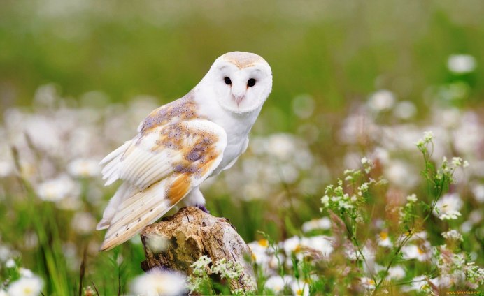 Сова на свитке