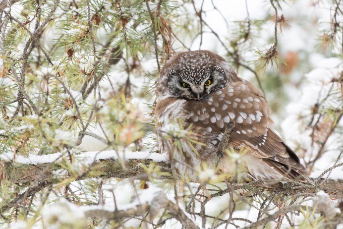 Красивые светлые Совы
