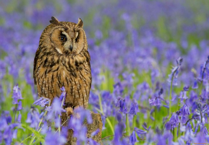 Сова ранней весной
