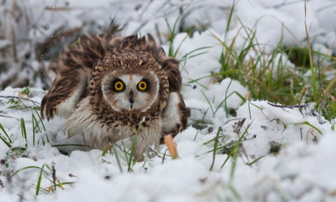Сова в цветах