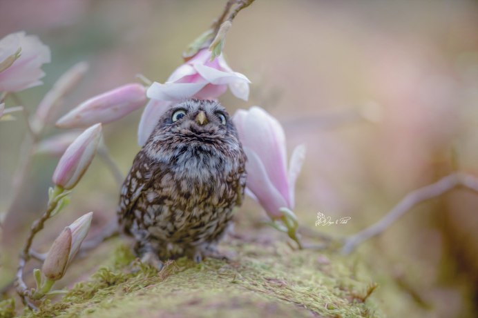 Весенняя Сова