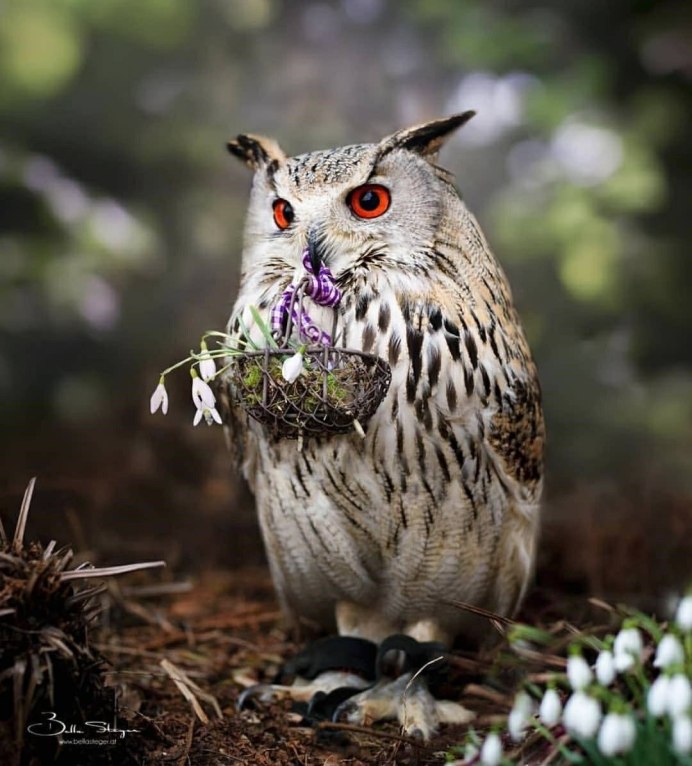 Филин окрас