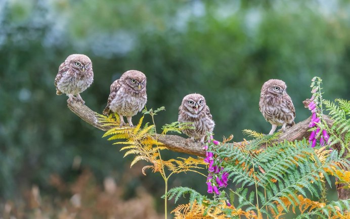 Совенок весной