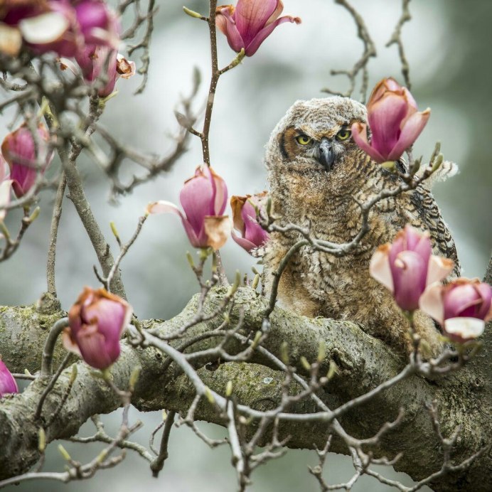 Милые Совята