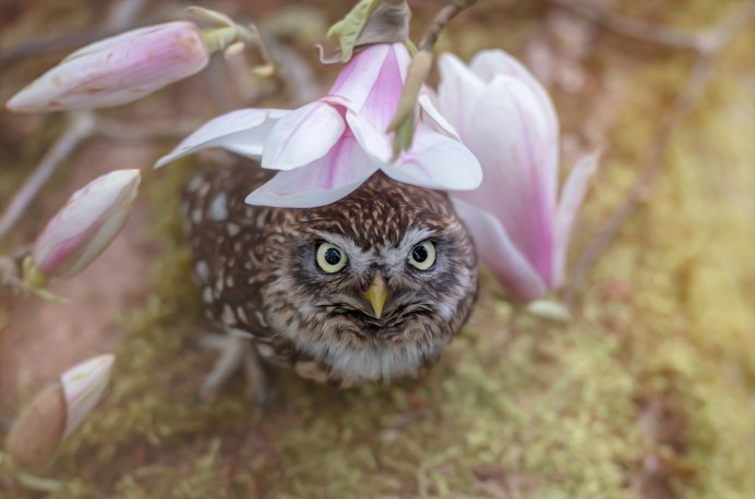 Весенняя Сова