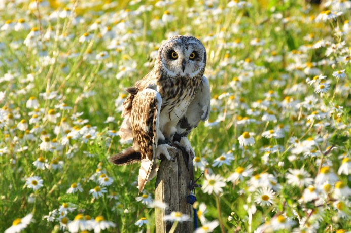 Совы в летнем лесу