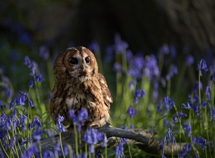 Рыженогая неясыть