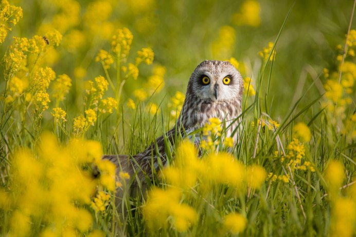 Сова в цветах