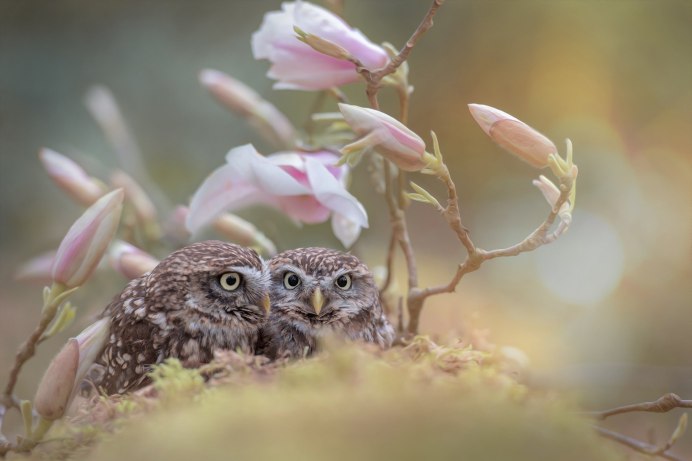 Совы нежные