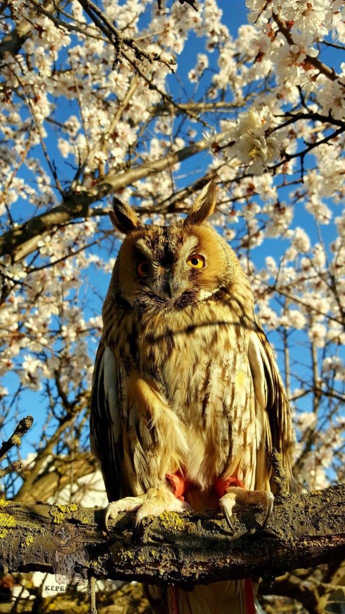 Летняя Сова