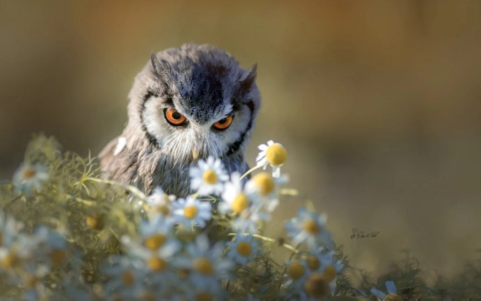 Пёстрая неясыть