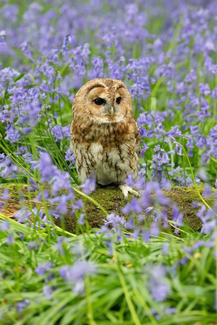 Сова на рабочий стол