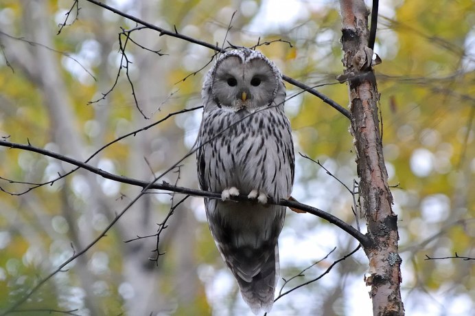 Сова с цветами