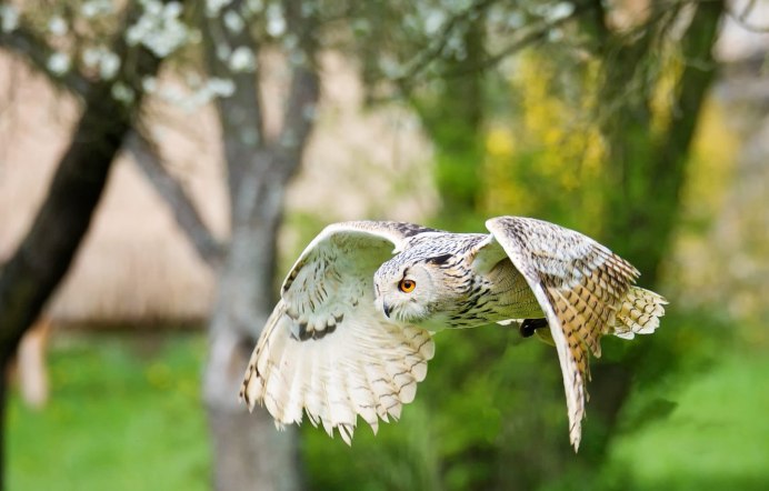 Капская сипуха