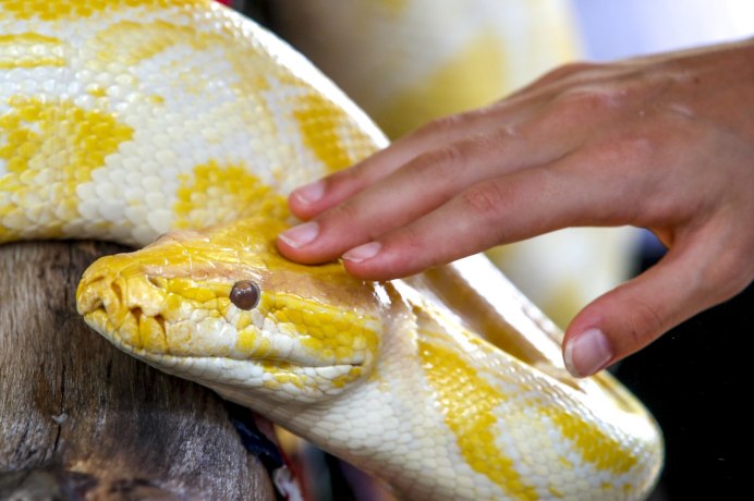 Albino Burmese Python - Python molurus bivittatus